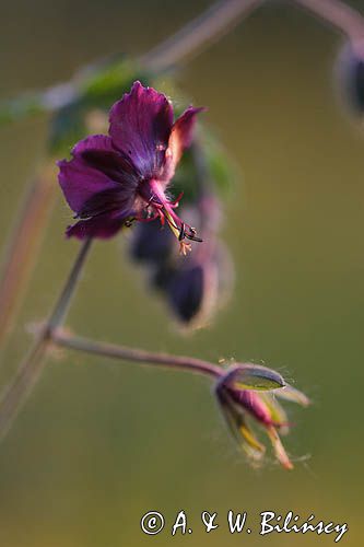 Geranium phaeum bodziszek żałobny) ,