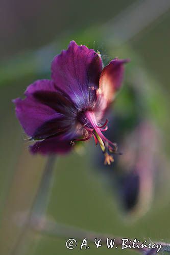 Geranium phaeum bodziszek żałobny) ,