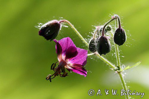 Bodziszek żałobny, Geranium phaeum