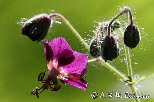 Bodziszek żałobny, Geranium phaeum