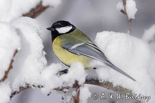 sikora bogatka, Parus major, zimą