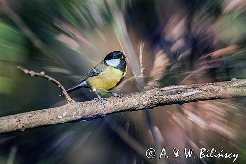 Impresja, sikora bogatka Parus major