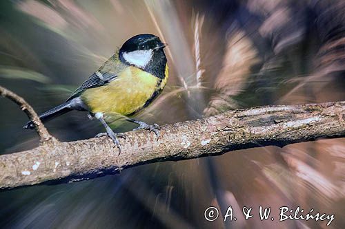 Impresja, sikora bogatka Parus major