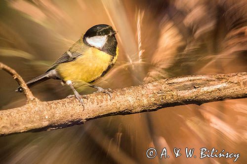 Impresja, sikora bogatka Parus major