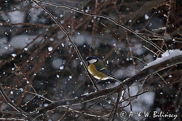 Sikora bogatka Parus major