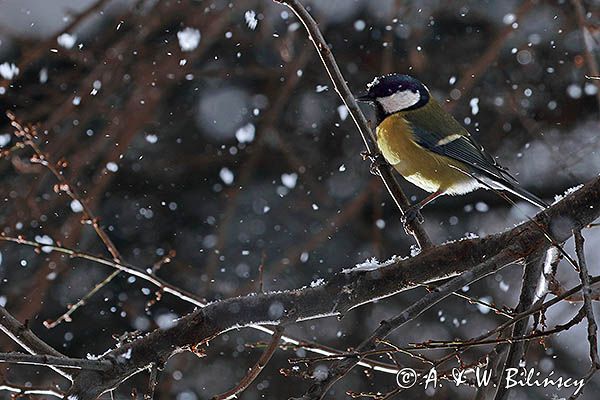 Sikora bogatka Parus major