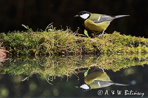 sikora bogatka Parus major