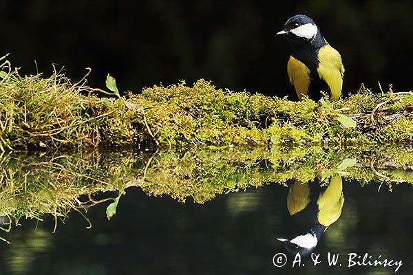 sikora bogatka Parus major