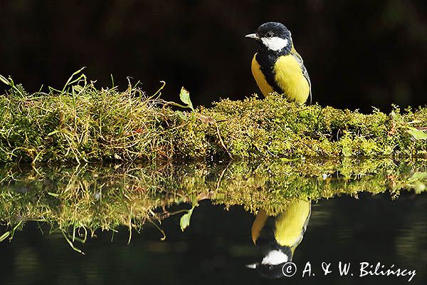 sikora bogatka Parus major