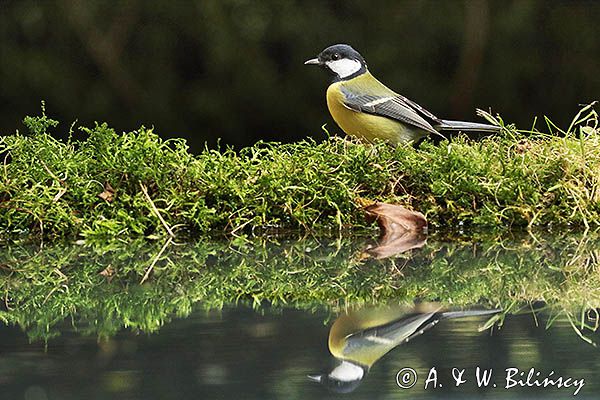 sikora bogatka Parus major