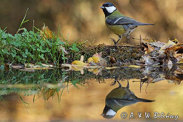 sikora bogatka Parus major