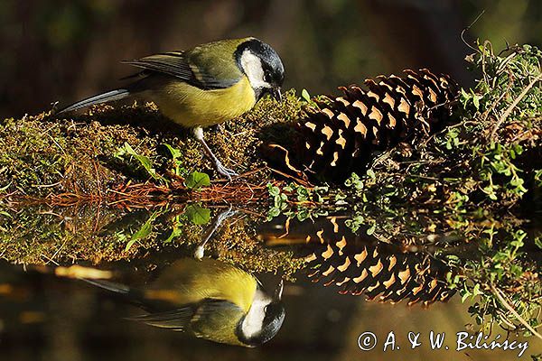 sikora bogatka Parus major