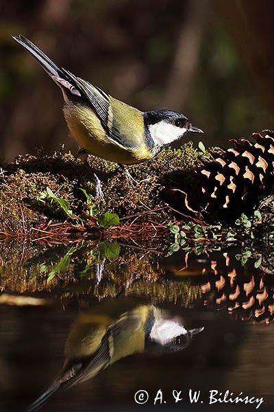 sikora bogatka Parus major