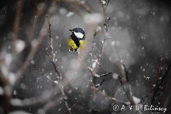 Sikora bogatka, Parus major