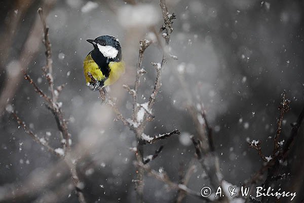 Sikora bogatka, Parus major