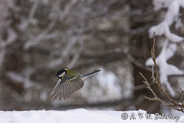  sikora bogatka, Parus major