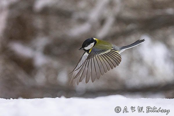  sikora bogatka, Parus major