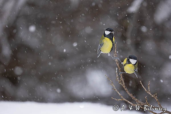  sikora bogatka, Parus major