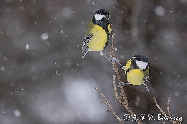 Sikora bogatka, Parus major