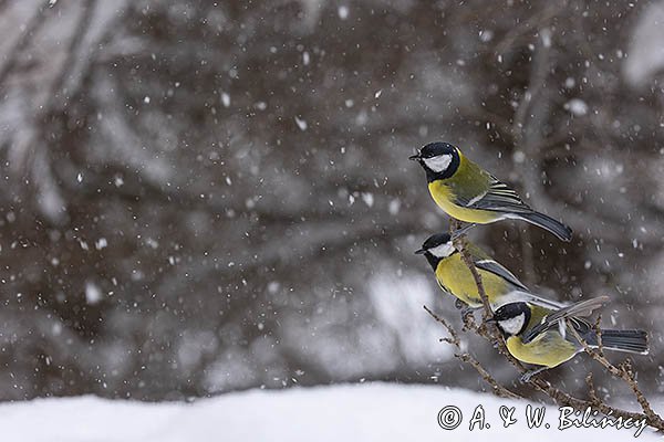  sikora bogatka, Parus major