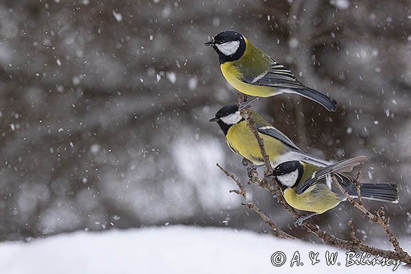 Sikora bogatka, Parus major