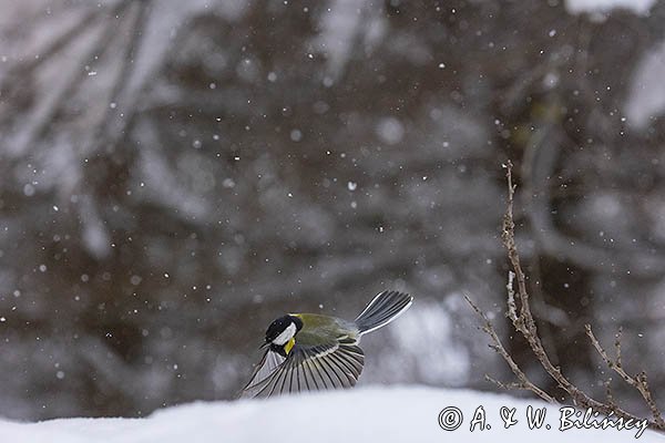 Sikora bogatka, Parus major