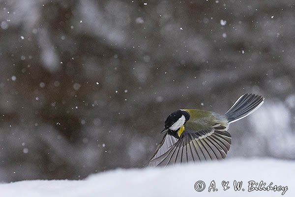 Sikora bogatka, Parus major