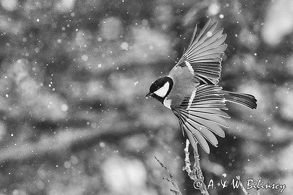 Sikora bogatka, Parus major