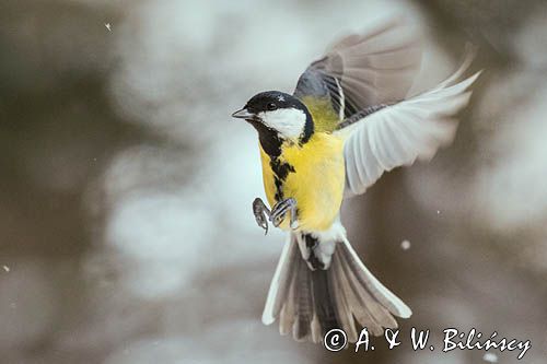 sikora bogatka Parus major