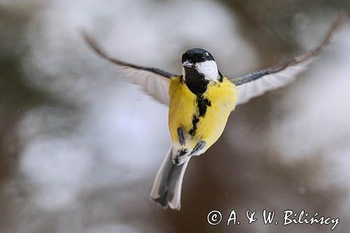 sikora bogatka Parus major