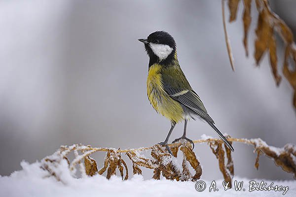 Sikora bogatka, Parus major