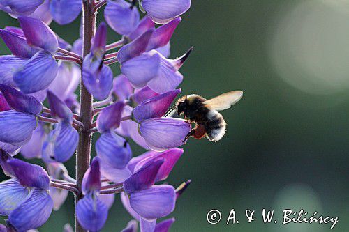 trzmiel gajowy, Bombus lucorum i łubin