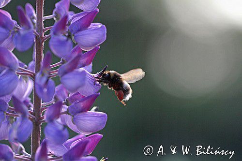 trzmiel gajowy, Bombus lucorum i łubin