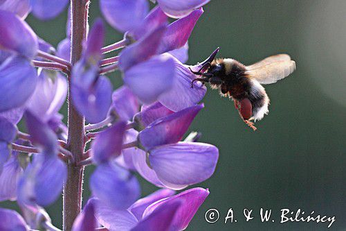 trzmiel gajowy, Bombus lucorum i łubin