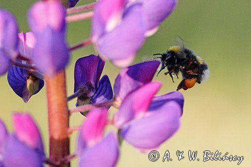 trzmiel gajowy, Bombus lucorum i łubin