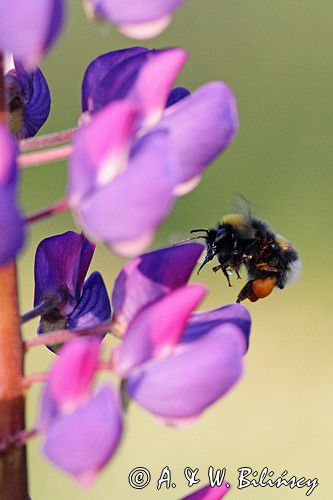 trzmiel gajowy, Bombus lucorum i łubin