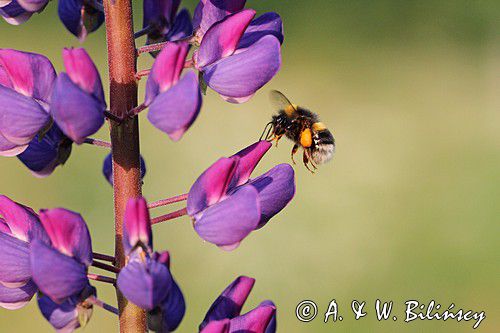 trzmiel gajowy, Bombus lucorum i łubin