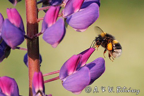 trzmiel gajowy, Bombus lucorum i łubin