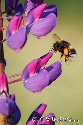 trzmiel gajowy, Bombus lucorum i łubin