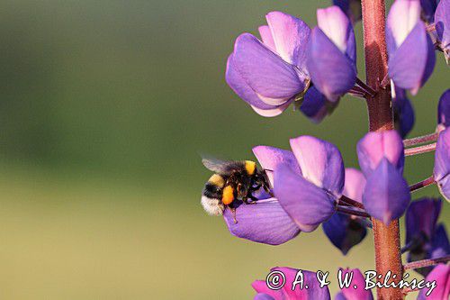 trzmiel gajowy, Bombus lucorum i łubin