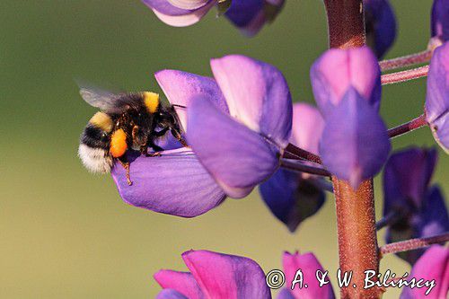 trzmiel gajowy, Bombus lucorum i łubin