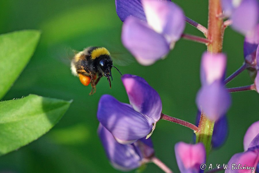 trzmiel gajowy, Bombus lucorum i łubin