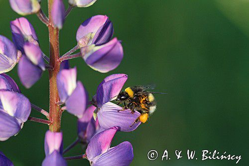 trzmiel gajowy, Bombus lucorum i łubin