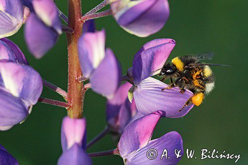 trzmiel gajowy, Bombus lucorum i łubin