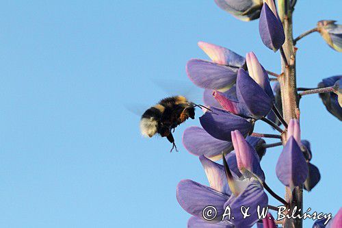 trzmiel gajowy, Bombus lucorum i łubin