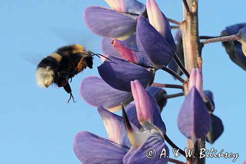 trzmiel gajowy, Bombus lucorum i łubin