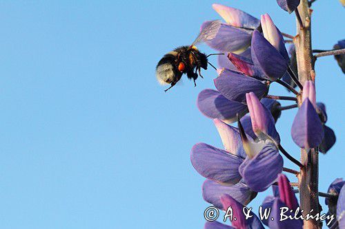 trzmiel gajowy, Bombus lucorum i łubin