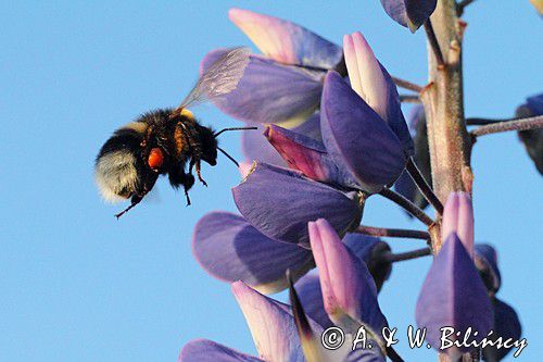 trzmiel gajowy, Bombus lucorum i łubin