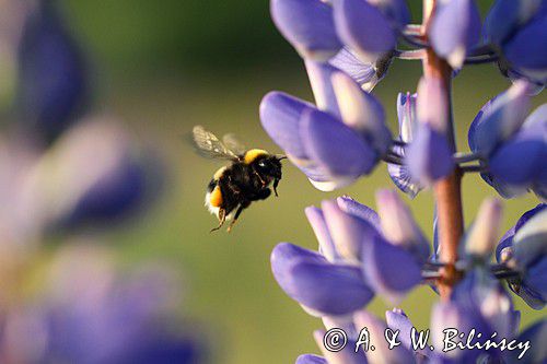 trzmiel gajowy, Bombus lucorum i łubin