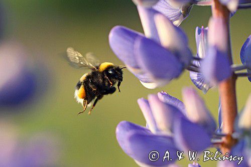 trzmiel gajowy, Bombus lucorum i łubin